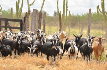 Ceará poderá exportar carne caprina e ovina pela ZPE